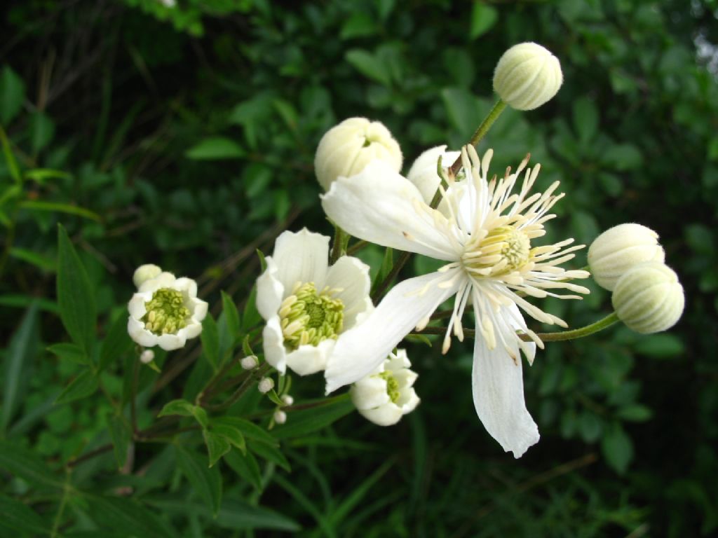 �������η绨ѩ��