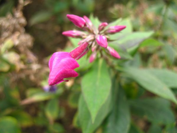 �������η绨ѩ��