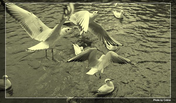 �ϲ���������