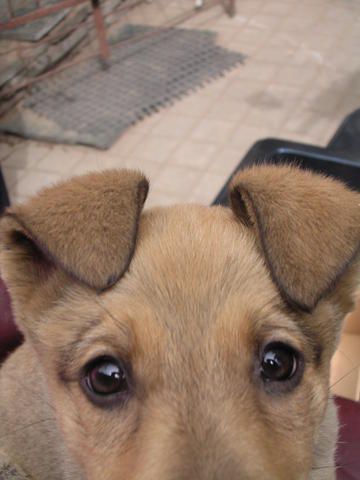 ������Ƭ