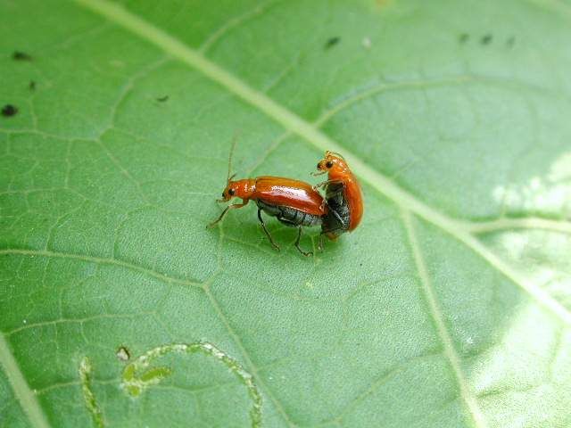 �������ε�ү