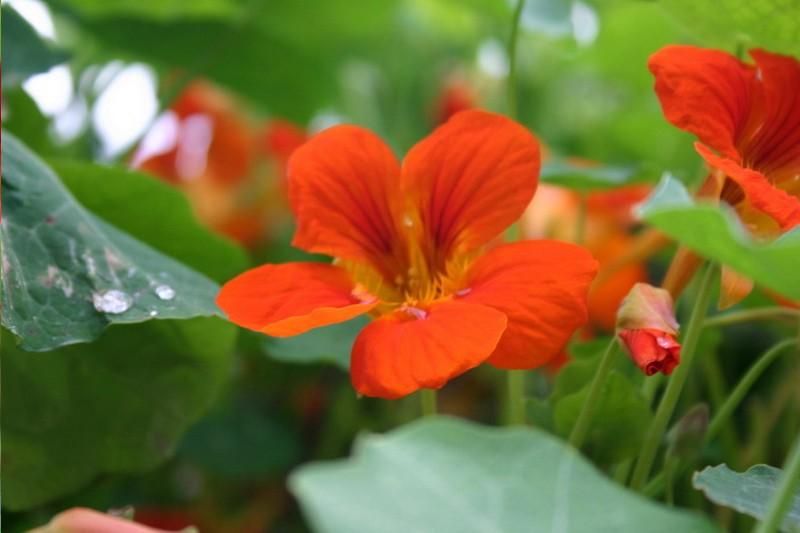 lily