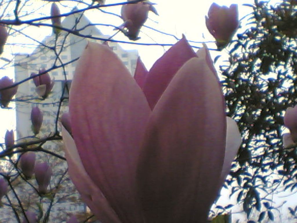 ���ݰ���Ӣ������