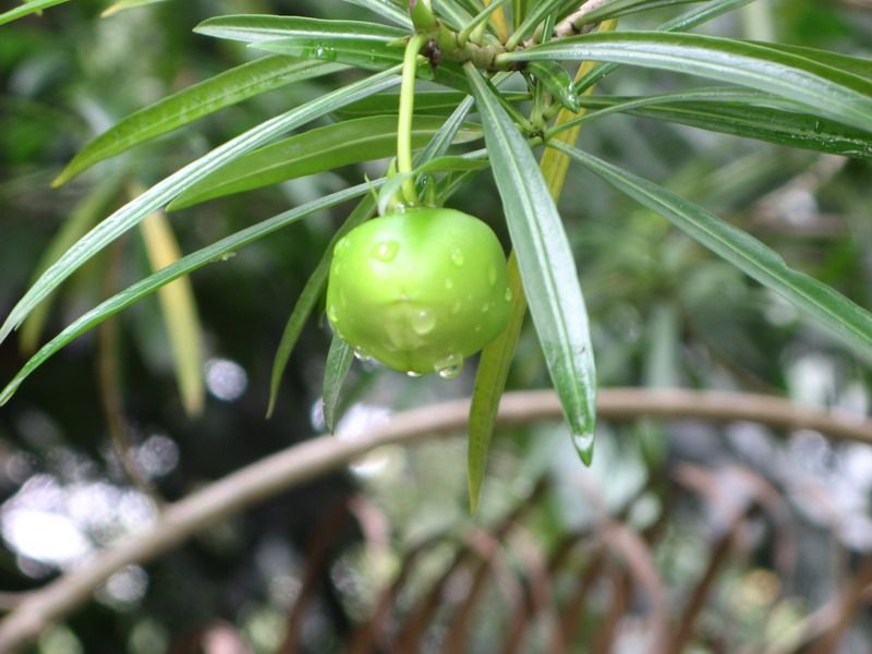 ���ݰ��ηʺ�