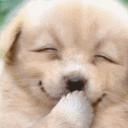 ������Ƭ