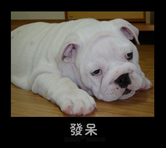 ������Ƭ