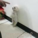 ���α���