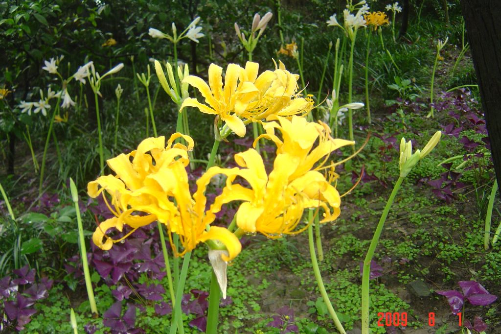 ������Ƭ