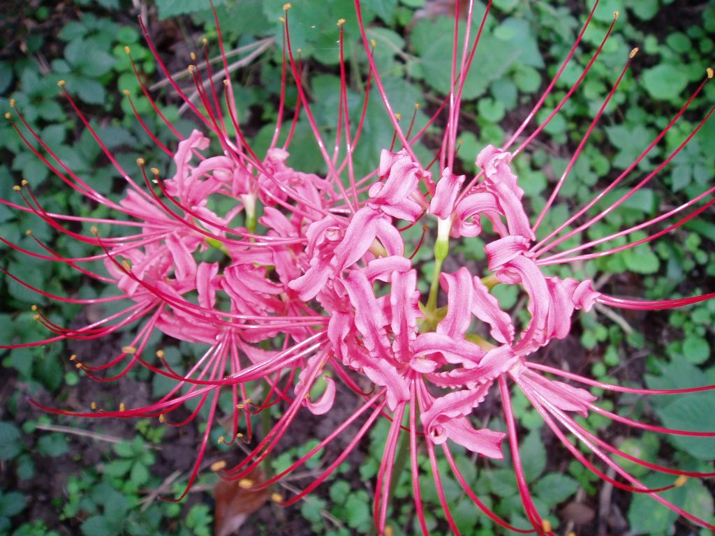 ����narcissus