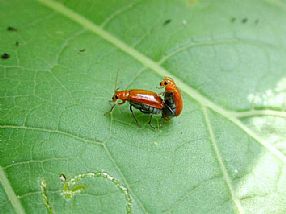 �������ε�ү