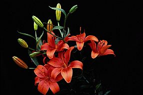 ��������Ӣ������